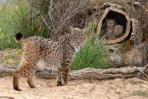 Doñana Lynx espagnol